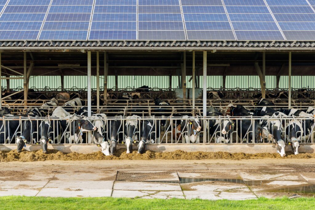 Solar panels for farms, with cows